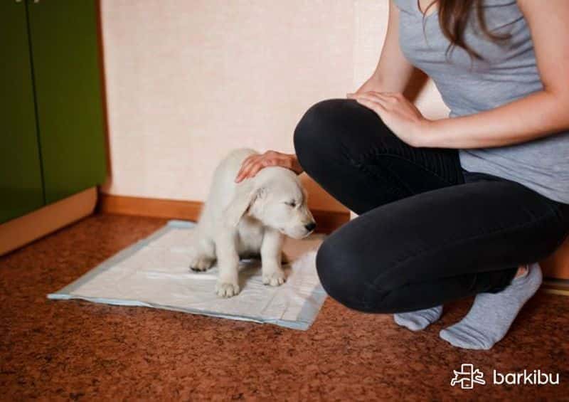 Pus en la orina de un perro